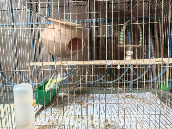 Budgerigar bird 1 pair